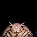 Comparativo entre o crustáceo recém-descoberto no Vietnã e o vilão de Star Wars — Foto: Reprodução
