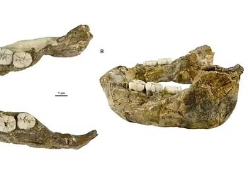 Mandíbula do Paranthropus capensis — Foto: Divulgação/Lazarus Kgasi