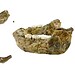 Mandíbula do Paranthropus capensis — Foto: Divulgação/Lazarus Kgasi