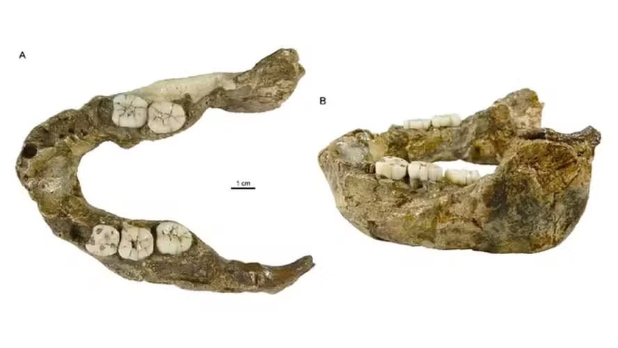 Mandíbula do Paranthropus capensis — Foto: Divulgação/Lazarus Kgasi