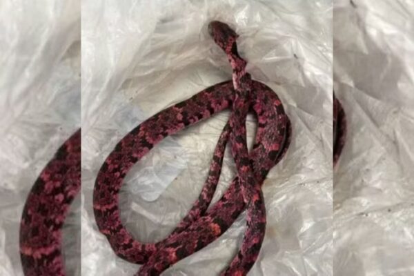 Homem come cobra, passa mal e vomita o animal após bebedeira