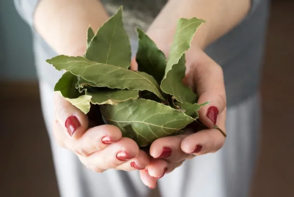 Tempero que você tem em casa atua como repelente natural de insetos