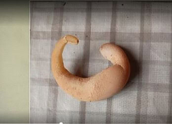 Ovo em formato de escorpião, croissant, meia-lua: por que será?