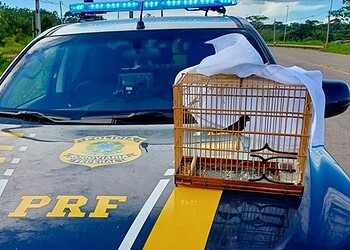 Pássaro e carne de animais silvestres são apreendidos em ações da PRF no Acre