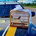 Pássaro e carne de animais silvestres são apreendidos em ações da PRF no Acre