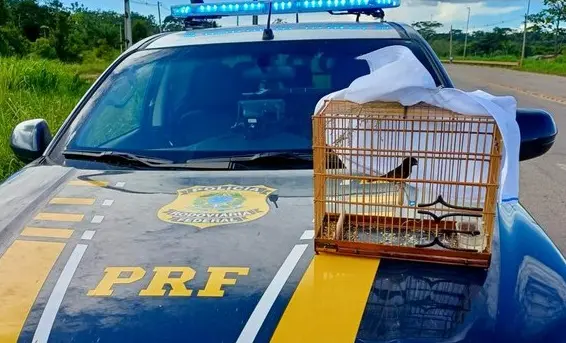 Pássaro e carne de animais silvestres são apreendidos em ações da PRF no Acre