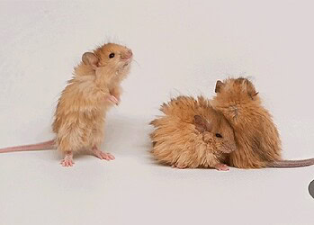 Foto: Colossal Biosciences