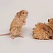 Foto: Colossal Biosciences