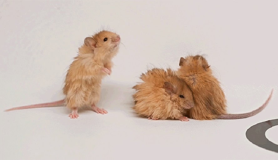Foto: Colossal Biosciences