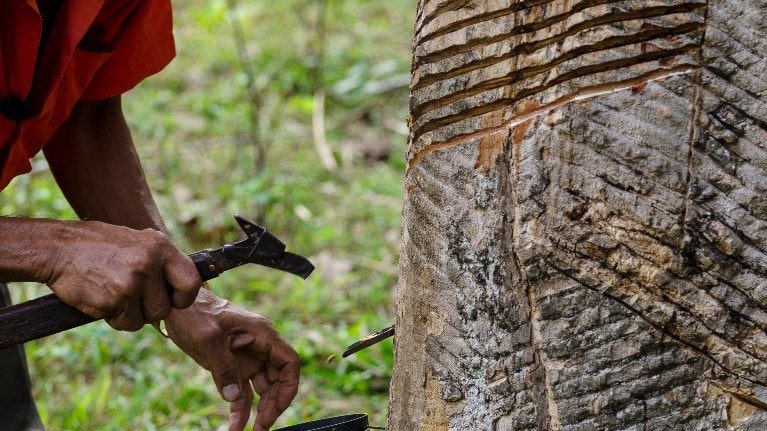 Foto: Aurelice Vasconcelos/ ICMBIO