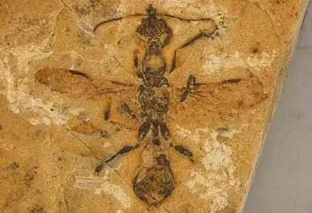 Foto: Divulgação / Anderson Lepeco