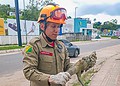 Bombeiros resgatam bicho-preguiça e iguanas em áreas urbanas do Juruá