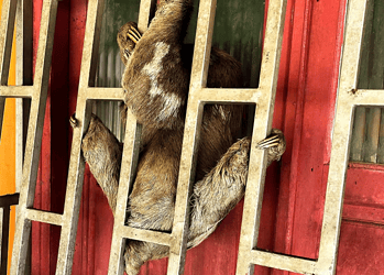 Foto: Bombeiros Juruá