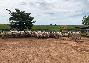 Objetivo da campanha é minimizar riscos de doenças e promover uma pecuária mais segura e sustentável no Acre. Foto: Fabiana Matos/Idaf
