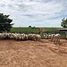 Objetivo da campanha é minimizar riscos de doenças e promover uma pecuária mais segura e sustentável no Acre. Foto: Fabiana Matos/Idaf