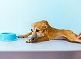 Prefeitura de Rio Branco promove campanha para escolha de nomes de pets disponíveis para adoção