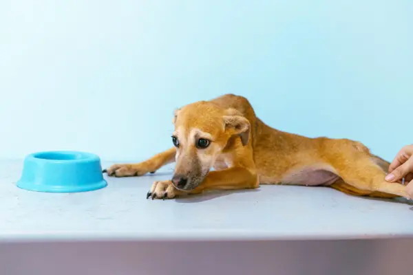 Prefeitura de Rio Branco promove campanha para escolha de nomes de pets disponíveis para adoção 2 Prefeitura de Rio Branco promove campanha para escolha de nomes de pets disponíveis para adoção