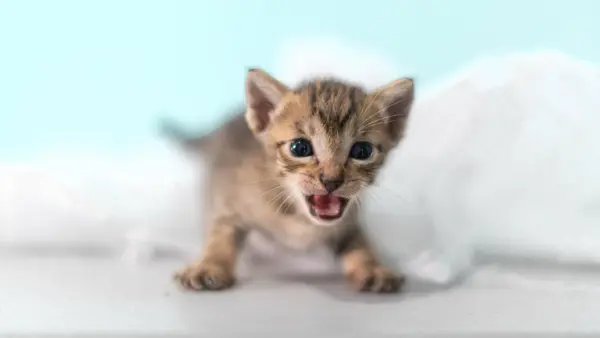 Prefeitura de Rio Branco promove campanha para escolha de nomes de pets disponíveis para adoção 3 Prefeitura de Rio Branco promove campanha para escolha de nomes de pets disponíveis para adoção