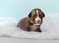 Prefeitura de Rio Branco promove campanha para escolha de nomes de pets disponíveis para adoção