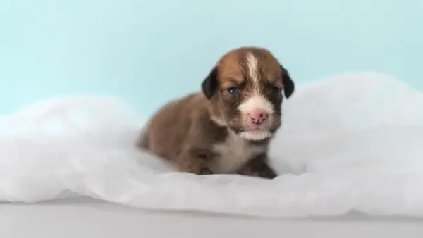 Prefeitura de Rio Branco promove campanha para escolha de nomes de pets disponíveis para adoção 1 Prefeitura de Rio Branco promove campanha para escolha de nomes de pets disponíveis para adoção