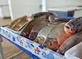 Feira do Peixe 2025 promete bater recorde com mais de 120 toneladas de pescado à venda