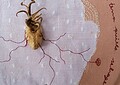 Exposição “Arte Vestida de Chão” transforma resíduos naturais em poesia visual na Usina de Arte João Donato