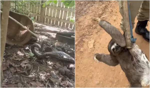 VÍDEO: Bombeiros capturam jiboia após ataque a galinha e resgatam bicho-preguiça em cima de casa no interior do Acre