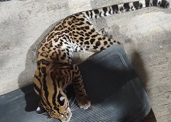 Foto: Assessoria Corpo de  Bombeiros