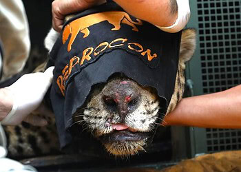 Onça que devorou caseiro não voltará à natureza, diz ICMBio