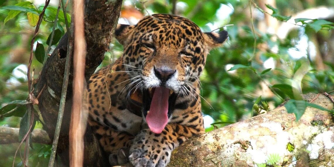 Áreas Protegidas da Amazônia abrigam mais de seis mil onças-pintadas, aponta estudo • Emiliano Ramalho - Instituto Mamirauá