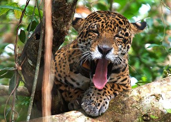 Áreas Protegidas da Amazônia abrigam mais de seis mil onças-pintadas, aponta estudo • Emiliano Ramalho - Instituto Mamirauá