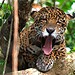 Áreas Protegidas da Amazônia abrigam mais de seis mil onças-pintadas, aponta estudo • Emiliano Ramalho - Instituto Mamirauá