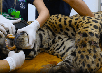 Animal está com alto grau de desidratação e rins e fígado comprometidos. • Saul Schramm