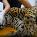 Animal está com alto grau de desidratação e rins e fígado comprometidos. • Saul Schramm