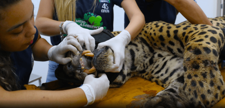 Animal está com alto grau de desidratação e rins e fígado comprometidos. • Saul Schramm