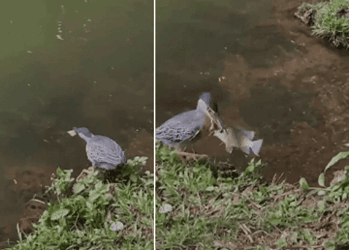 Pássaro foi flagrado utilizando um pedaço de pão para capturar peixe, em Goiânia - (crédito: Material cedido ao Correio)