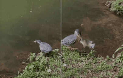 Pássaro foi flagrado utilizando um pedaço de pão para capturar peixe, em Goiânia - (crédito: Material cedido ao Correio)
