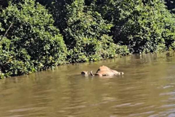 VÍDEO: onça-pintada arrasta boi em correnteza de rio no Pantanal