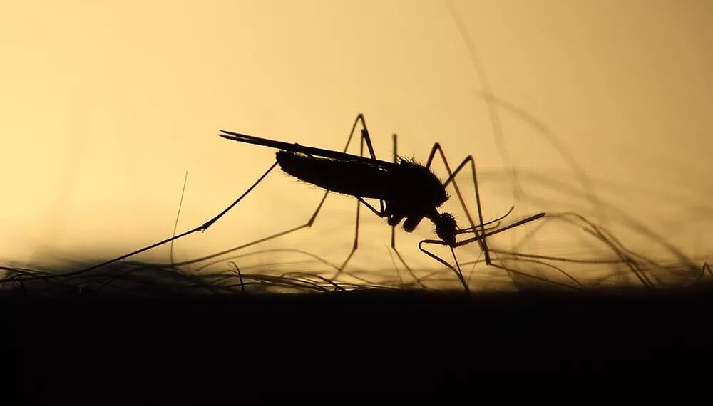 Febre do Mayaro é transmitida pelo mosquito do gênero Haemagogus — Foto: Pixabay/Divulgação