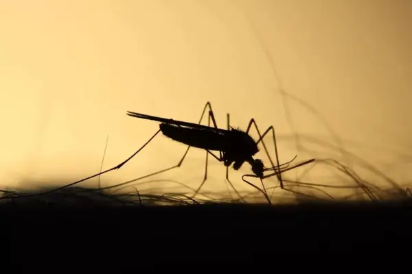 Casos de Mayaro dobram em 2025 no Acre e acendem alerta das autoridades de saúde