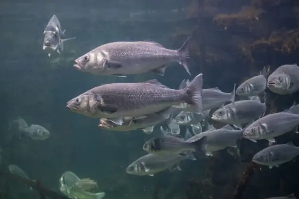 Peixonauta? Cientistas querem criar peixes no espaço para alimentação