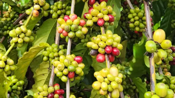 Produtor de Cruzeiro do Sul revela segredos que o levaram a vencer prêmio de melhor café do Acre: 'manejo'; VÍDEO 5 Produtor de Cruzeiro do Sul revela segredos que o levaram a vencer prêmio de melhor café do Acre: 'manejo'; VÍDEO