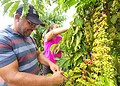 Produtor de Cruzeiro do Sul revela segredos que o levaram a vencer prêmio de melhor café do Acre: 'manejo'; VÍDEO