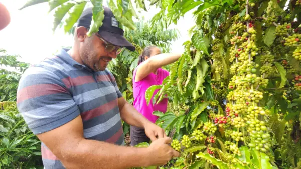 Produtor de Cruzeiro do Sul revela segredos que o levaram a vencer prêmio de melhor café do Acre: 'manejo'; VÍDEO 3 Produtor de Cruzeiro do Sul revela segredos que o levaram a vencer prêmio de melhor café do Acre: 'manejo'; VÍDEO