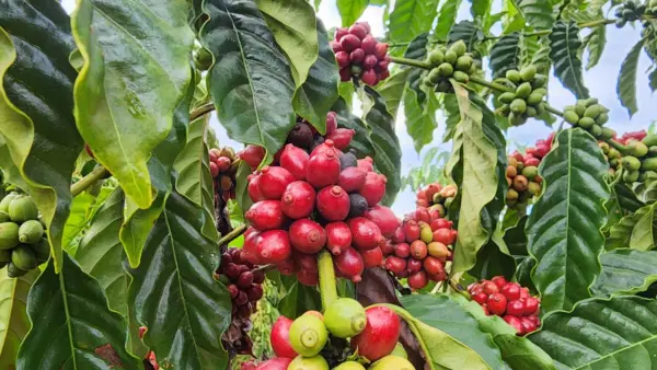 Produtor de Cruzeiro do Sul revela segredos que o levaram a vencer prêmio de melhor café do Acre: 'manejo'; VÍDEO 2 Produtor de Cruzeiro do Sul revela segredos que o levaram a vencer prêmio de melhor café do Acre: 'manejo'; VÍDEO