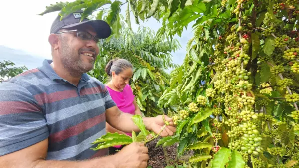 Produtor de Cruzeiro do Sul revela segredos que o levaram a vencer prêmio de melhor café do Acre: 'manejo'; VÍDEO 1 Produtor de Cruzeiro do Sul revela segredos que o levaram a vencer prêmio de melhor café do Acre: 'manejo'; VÍDEO