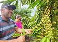 Produtor de Cruzeiro do Sul revela segredos que o levaram a vencer prêmio de melhor café do Acre: 'manejo'; VÍDEO