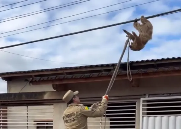 Bicho-preguiça é resgatado de fios de energia por bombeiros em Sena Madureira; veja vídeo
