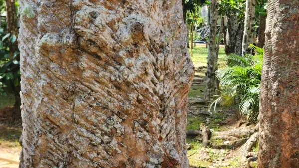 Único seringal urbano do mundo, Parque Capitão Ciríaco preserva história viva do Acre no Centro de Rio Branco 1 Único seringal urbano do mundo, Parque Capitão Ciríaco preserva história viva do Acre no Centro de Rio Branco