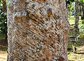Único seringal urbano do mundo, Parque Capitão Ciríaco preserva história viva do Acre no Centro de Rio Branco